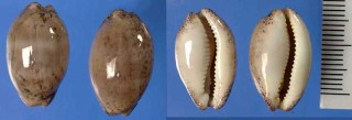 クルミダカラ Luria cinerea small