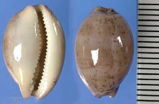 ブラジルクルミダカラ Luria cinerea brasiliensis small