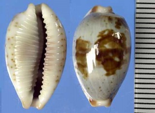 コウカイダカラ Cypraea erythraeensis small