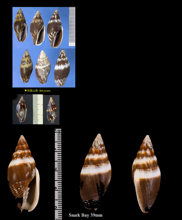 ヤタテガイ Strigatella scutulata small