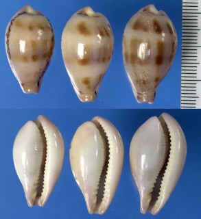 ヒメハラダカラの一型 Erronea hungerfordi hungerfordi forma bealsi small