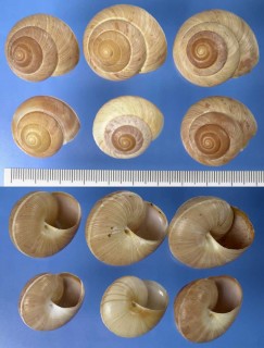 カバホクロメダママイマイ Asperitas rareguttata crebiguttata small