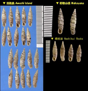ゼイギセル Ventriphaedusa proba small