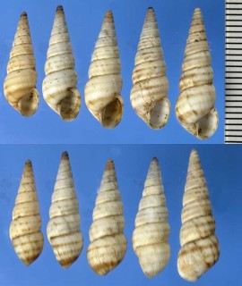 オカカクタニシの仲間02 Bostryx turritus small