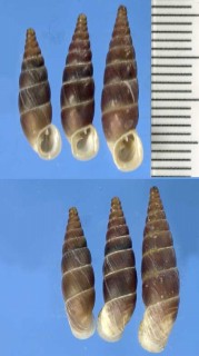 オベサロマーニャギセル (仮称) Alopia lischkeana obesa small
