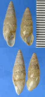 アラハダマイマイの仲間2 Cyclodontina bahiensis small