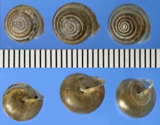 カドバリコマイマイの仲間2 Perforatella bidentata small
