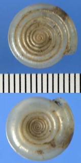 シストロピアの仲間 Systrophia systropha small