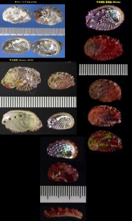 コビトジマアワビ Haliotis jacnensis small