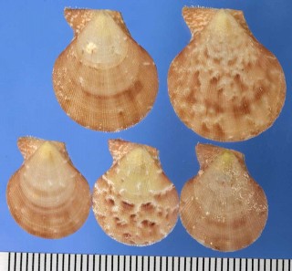 テリナデシコ Chlamys effulgens small