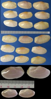 ウスベニマスオ Gari anomala small