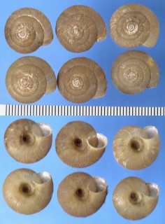 オオウケマイマイ Aegista pannosa small