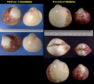 ギンギョガイ 銀魚貝 Lyrocardium lyratum small