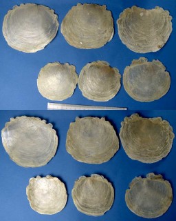マドガイ 窓貝 Placuna placenta small