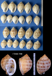 ウネウラシマ Semicassis bisulcata japonica small