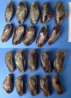 ホソスジヒバリ Modiolus philippinarum small