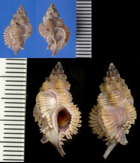 バライロトゲヨウラク Favartia rosea small