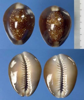ハナマルユキのポリネシアの型 Erosaria caputserpentis caputanguis small