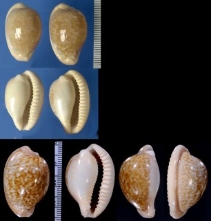 アカチャダカラ Cypraeovula fuscorubra small