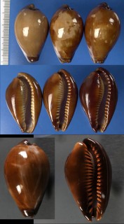 コゲクチグロキヌタ Erronea succincta adusta small