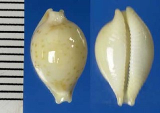 マウイチドリダカラ Pustularia mauiensis small