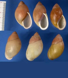 ハダアレオオアカマイマイ Mirinaba cadeadensis small