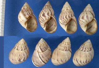 ブラジルサラサマイマイの仲間 Orthalicus obductus small