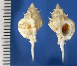 ケイレットツブリ Siratus cailleti small