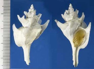 ヤグルマツノオリイレ Boreotrophon flos small
