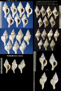 ベーリングツノオリイレ Boreotrophon beringi small