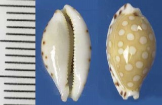 カミングダカラ Cribrarula cumingii cumingii small