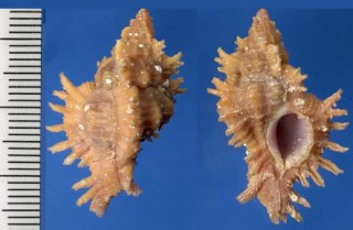 センジュガイの仲間 Chicoreus corrugatus small