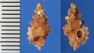 トウダカヨウラクの一種? Favartia crouchi small