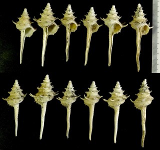 トゲイトグルマ Columbarium spinicinctum small