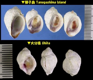 ヒトハサンゴヤドリ Coralliophila madreporarum small