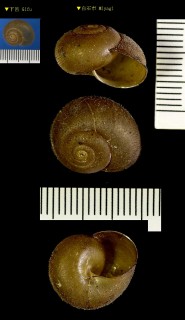 エチゼンビロウドマイマイ Nipponochloritis echizenensis small