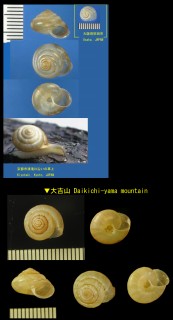 オトメマイマイ Trishoplita goodwini small