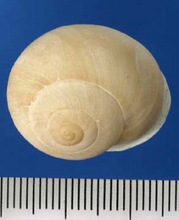 オウドマイマイ Sinumelon species small