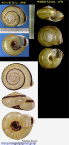 ツクシマイマイ 筑紫蝸牛 Euhadra herklotsi herklotsi small