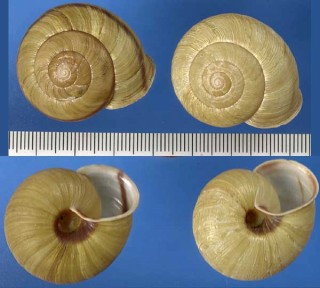 イセノナミマイマイ Euhadra eoa communisiformis small