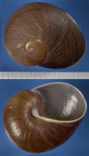 フタスジヤッコマイマイ Helicophanta bicingulata small