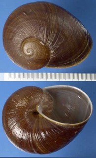 ベツィロヤッコマイマイ Helicophanta betsiloensis small