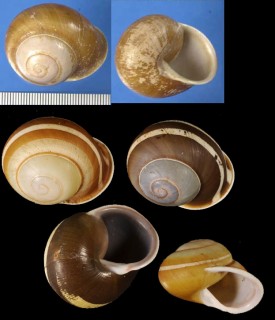 アワユキマイマイ Calocochlia zonifera small
