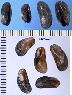 クログチ 黒口 Xenostrobus atratus small