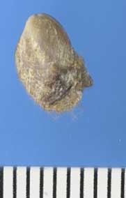 インゲンタマエ Modiolula phaseolina small