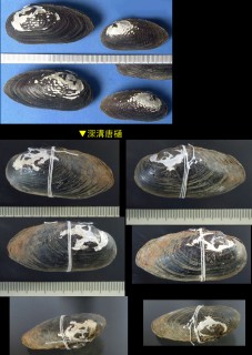 イシガイ Unio douglasiae nipponensis small