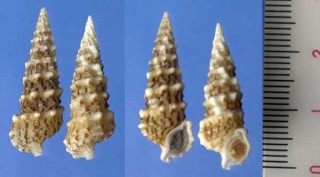 ヨロイツノブエ Cerithium lifuensis small
