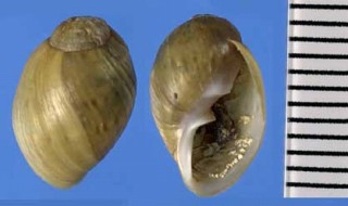 モノアラガイ類の仲間02 Chilina fluminea small