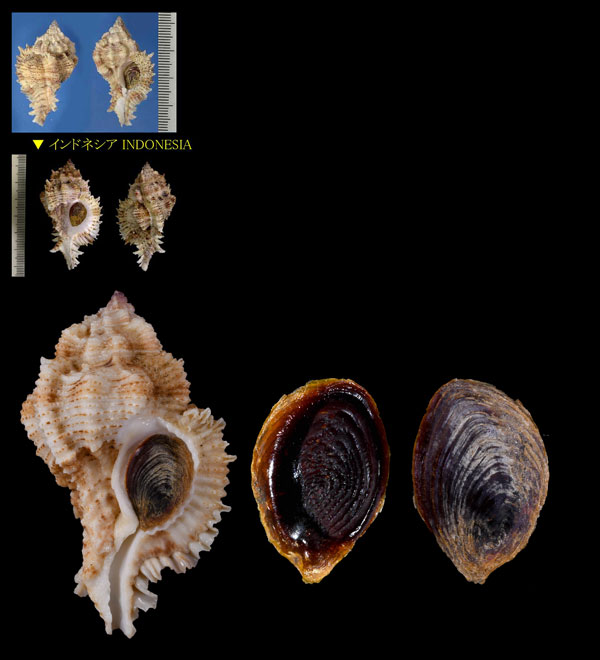 クマドリガンゼキ Chicomurex superbus problematicus small