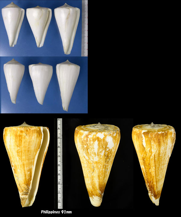 スギモトイモ Conus sugimotonis small